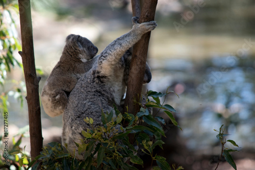 the joey koala is on his mothers back