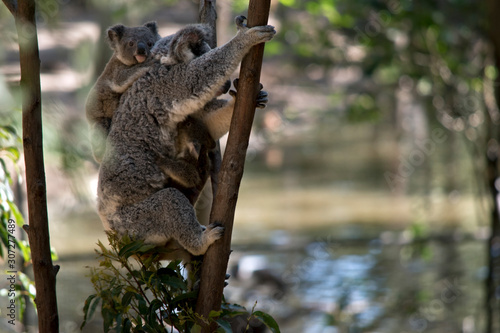 the mother koala has two babies