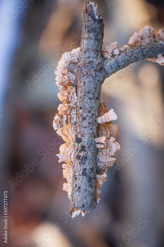 Stereum complicatum growing on a wood stick photo