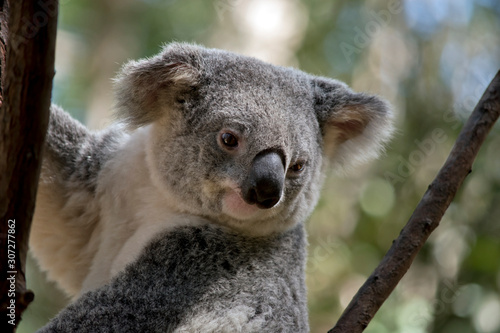 this is a close up of a koala © susan flashman