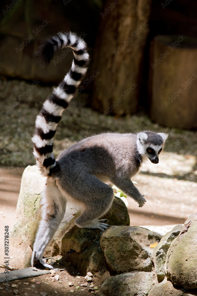 Obraz premium the ring tail lemur is walking up a rock