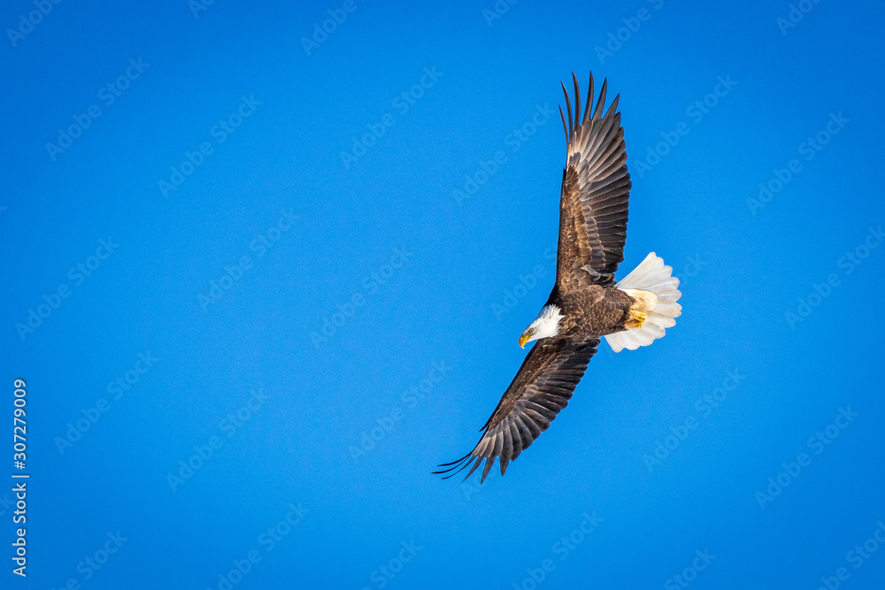 Naklejka premium Soaring Eagle in Nova Scotia, Canada