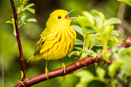 Yellow Warbler at Miner's Marsh, Nova Scotia