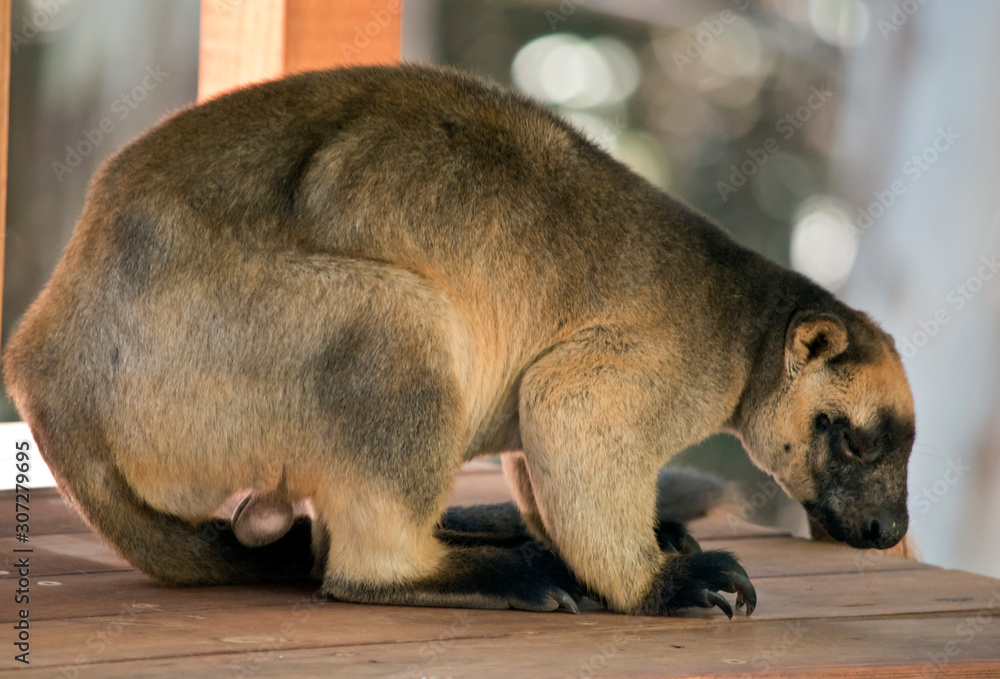 this is a Lumholtz Tree kangaroo resting