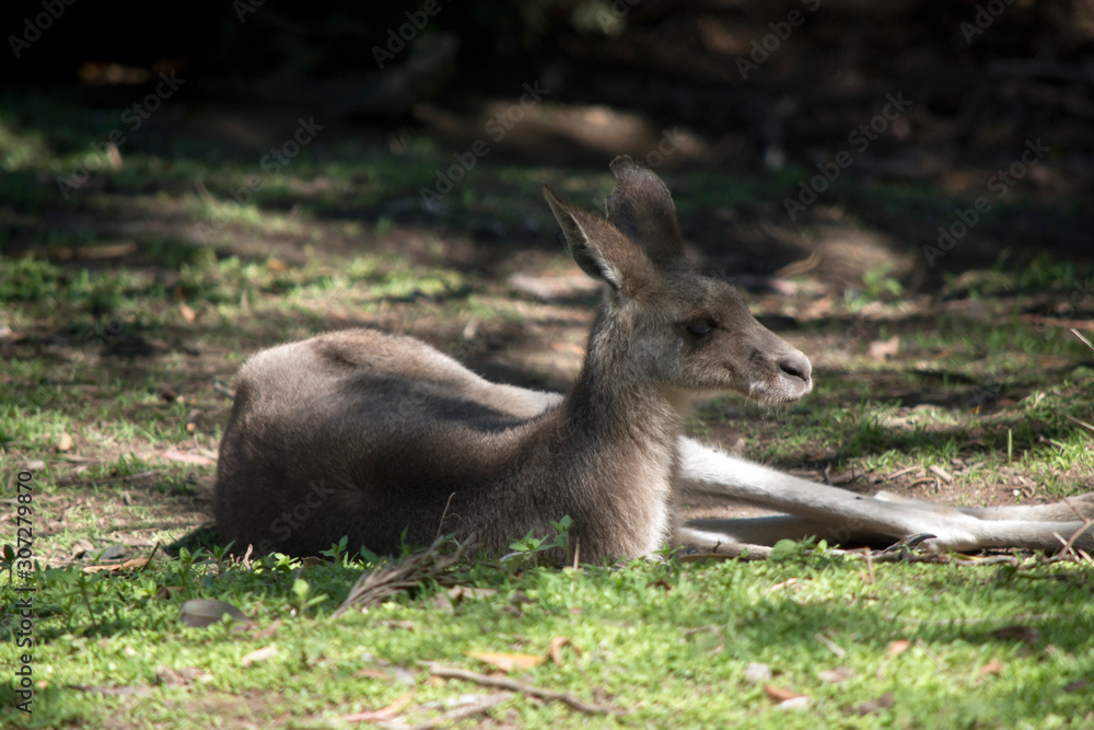 the western grey kangaroo is in the shade the western grey kangaroo is in the shade