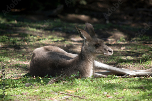 Fototapeta Naklejka Na Ścianę i Meble -  the western grey kangaroo is in the shade