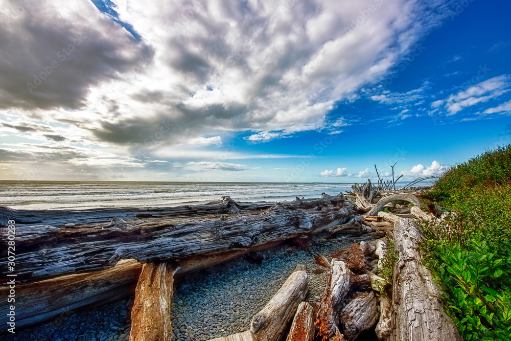 Driftwood on Shore of Pacific Ocean