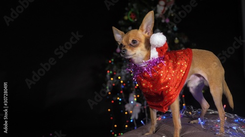 Fototapeta Naklejka Na Ścianę i Meble -  The Toy Terrier is a yellow New Year's dog. A funny dog in a Christmas cap stay and looks around. He falls asleep and wakes up. A background of a fur-tree with shone by lights.