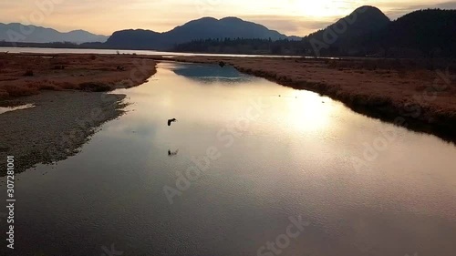 Panning following shot of a bald eagle making loop over Chehalis flats during sunset near Harrison Mills, British Columbia, Canada. Slow motion