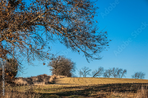 Autumn fields with oak tree branches and a bright blue sky.