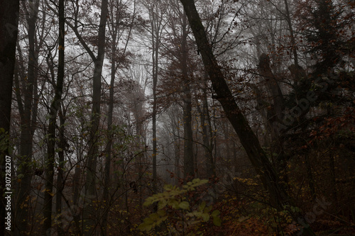 dark autumn forest background