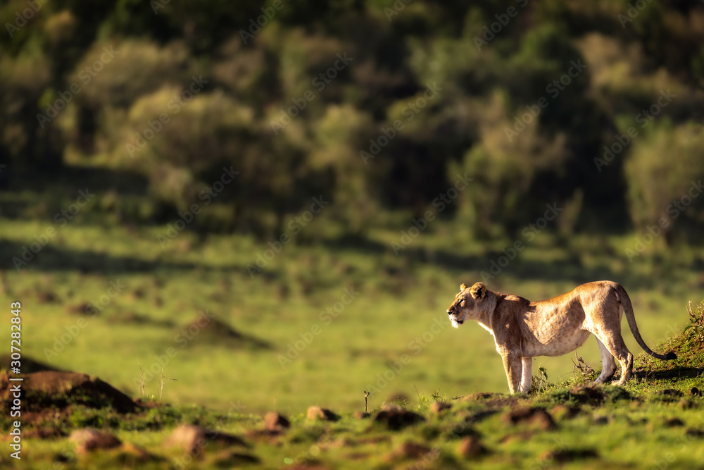 Naklejka premium A Lone Lioness in the Wilderness of Africa