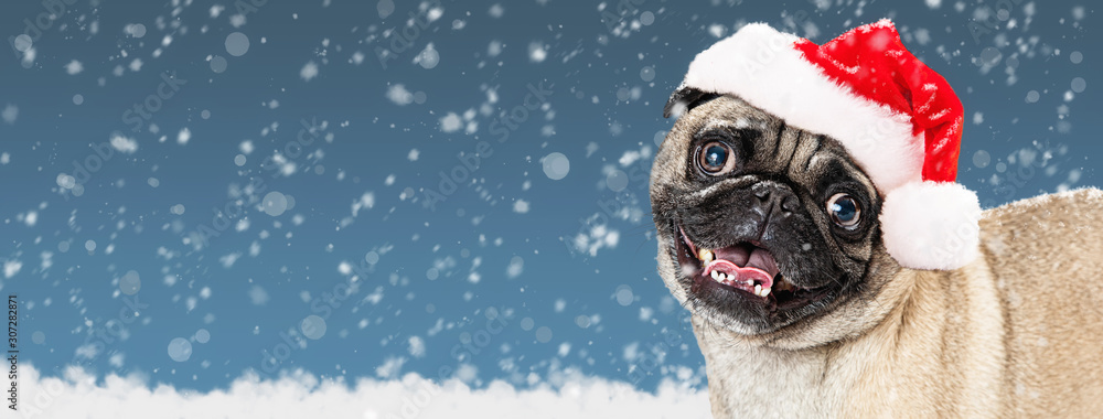Fotografie Christmas Pug Dog Web Banner