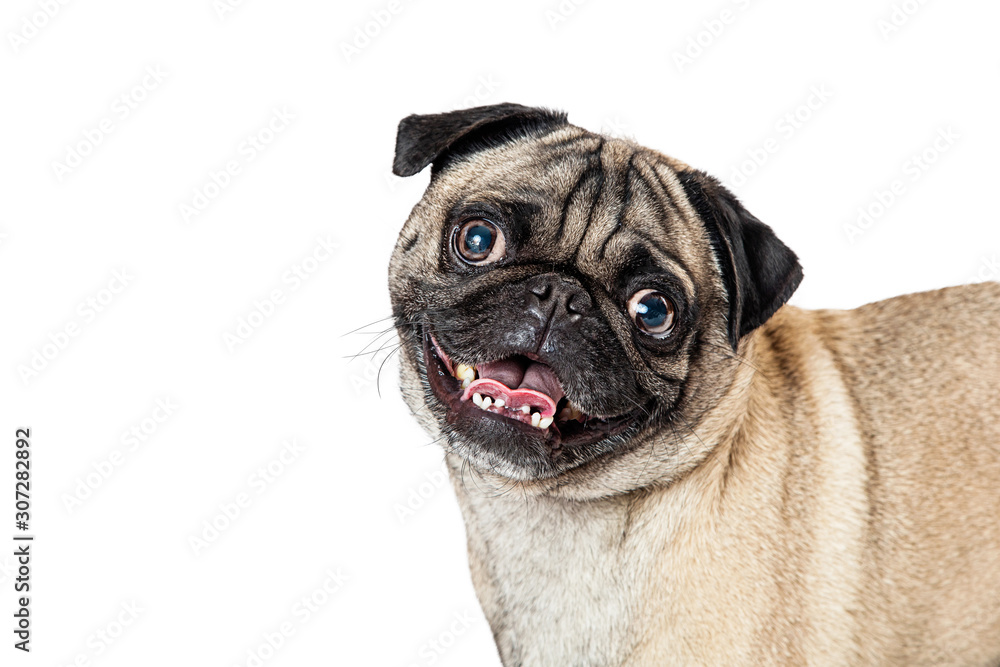 Close-up Cute Happy Pug Dog