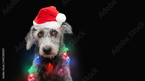 Funny Dog Wrapped in Christmas Lights