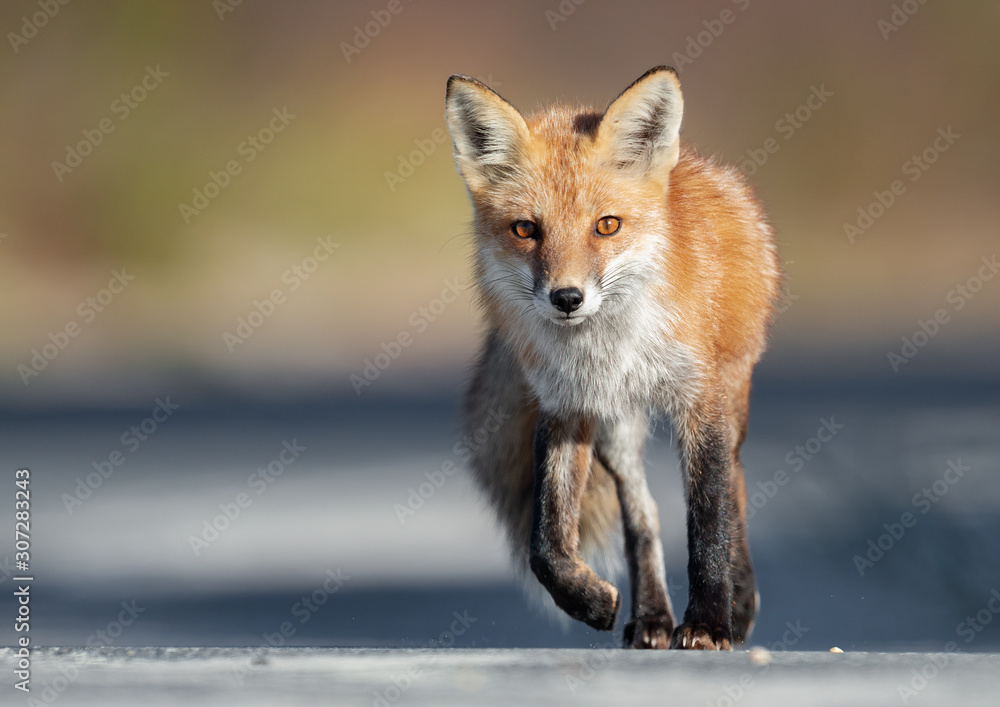 Obraz premium Red Fox