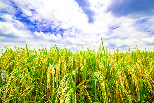 rice field gold or yellow colors paddy and dark green leaf