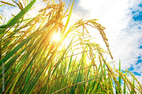 Thailand rice field , Thailand premium quality rice with close-up of gold or yellow colors paddy