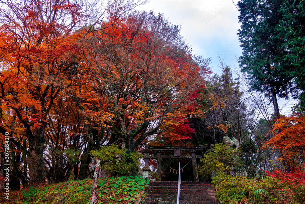 Naklejka premium 佐田神社の紅葉