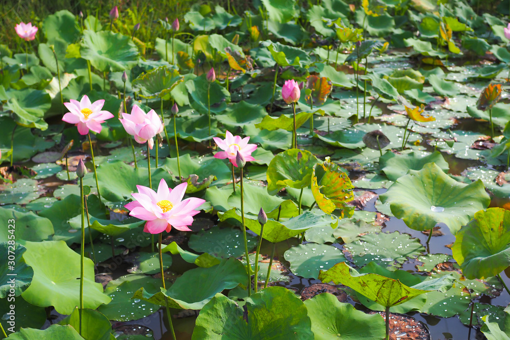 Beautiful pink Lotus flower with green leaves nature in river Beautiful pink Lotus flower with green leaves nature in river
