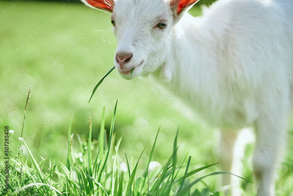Fototapeta premium white goat on a meadow