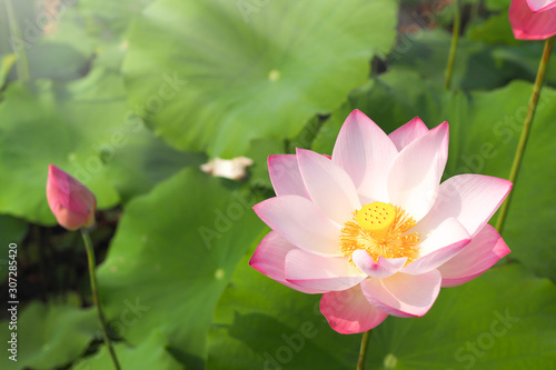 Beautiful pink Lotus flower with green leaves nature in river