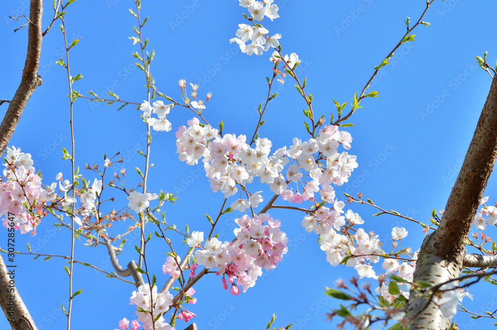 青空を背景として、神代曙と推定されるサクラの樹の枝の花をローアングルで撮影した写真