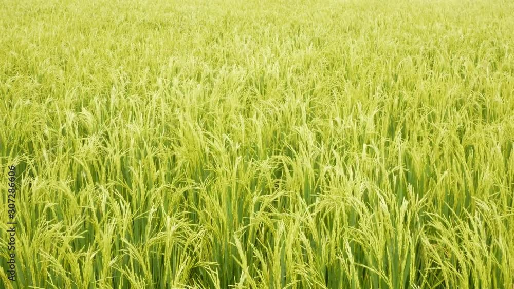Rice and grain with green peel in the field. Moving along the wind. Rice and grain with green peel in the field. Moving along the wind.