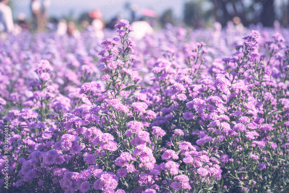 Purple margaret flower garden farm