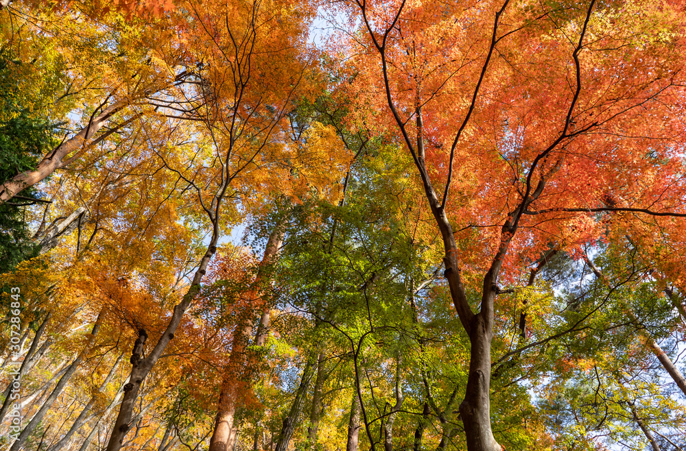 Colorful maple leaf in autumn season Colorful maple leaf in autumn season