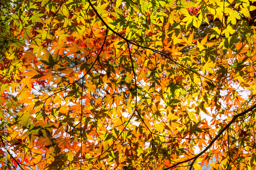 Colorful maple leaf in autumn season Colorful maple leaf in autumn season