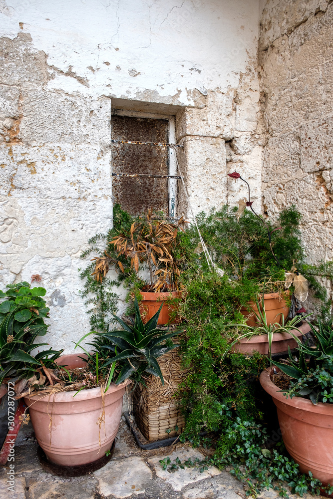 Green plants in pots on the pavement. Stone wall of an old house. Italy.