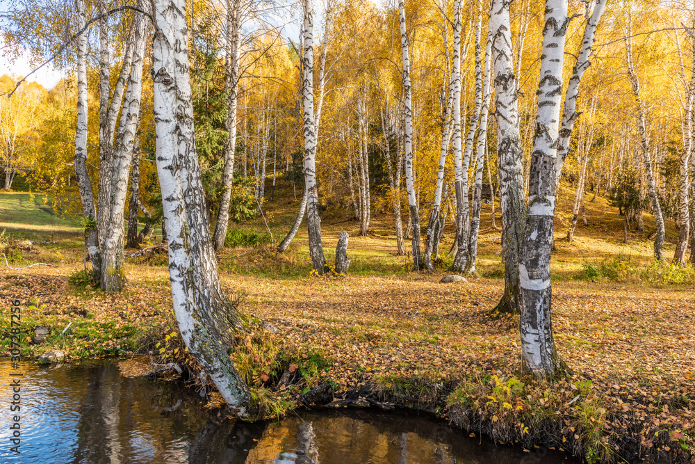 Autumn birch on the sky. Yellow leaves on a birch tree in an autumn forest. Autumn day in the woods in nature. Autumn birch on the sky. Yellow leaves on a birch tree in an autumn forest. Autumn day in the woods in nature.