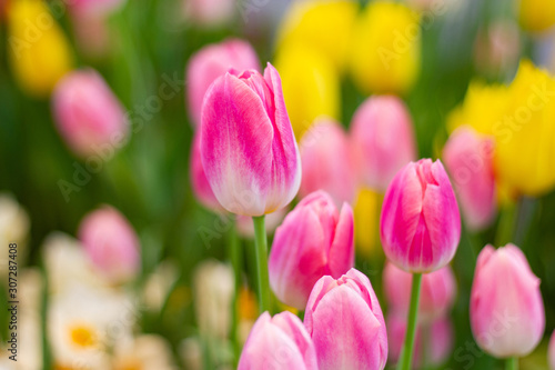 Fototapeta Naklejka Na Ścianę i Meble -  Pink tulips flower, beautifuly flower in garden plant, tulipa spring-blooming