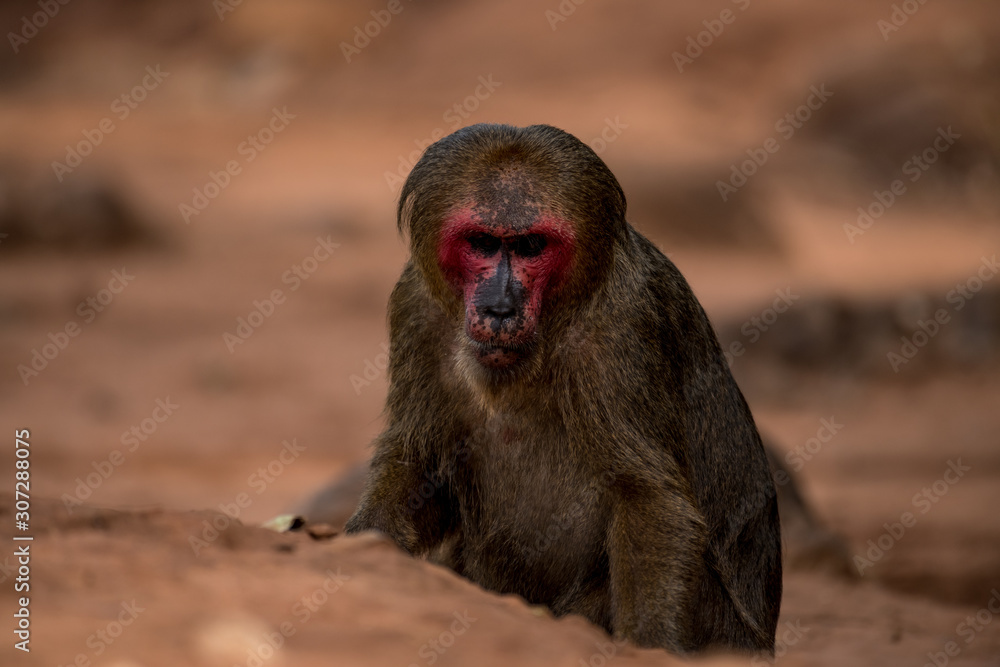 Stump-tailed macaque, Bear macaque (Macaca arctoides) Stump-tailed macaque, Bear macaque (Macaca arctoides)