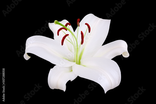 One white lily flower with red stamens and pollen on black background isolated close up  single beautiful blooming lilly flower macro  floral pattern  decorative design element  elegant art decoration