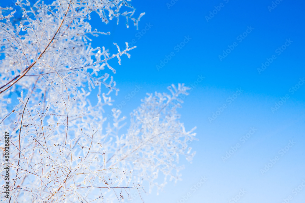 Winter snowy pine tree christmas scene. Tree branches covered with frost wonderland. Blue background.