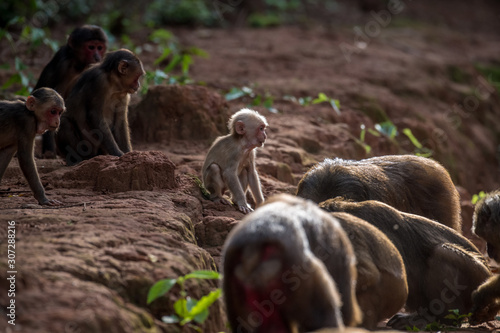 Group of Stump-tailed macaque, Bear macaque (Macaca arctoides) eat and rest during a quiet sunny evening at Phetchaburi province, Khao Kapook Khao Tormoor non-hunting area, Thailand