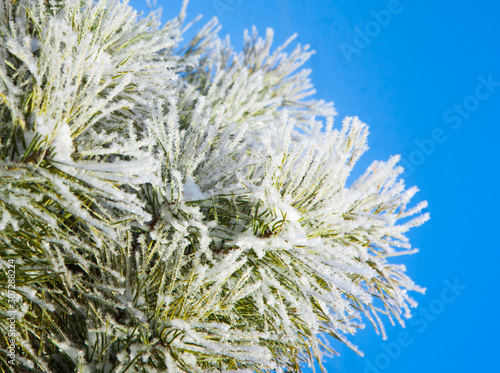 Winter snowy pine tree christmas scene. Fir branches covered with frost wonderland. Blue background.