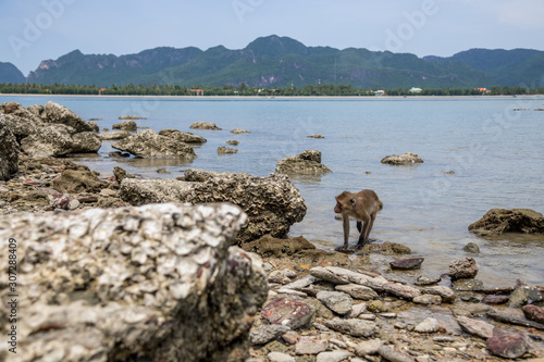 Long-tailed macaques forage for food on Koram island, They target the rock oysters, bludgeoning them with stone hammers, and open the meatiest snail with the flattened edges of their tools, Thailand