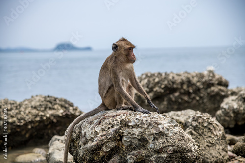 Long-tailed macaques forage for food on Koram island, They target the rock oysters, bludgeoning them with stone hammers, and open the meatiest snail with the flattened edges of their tools, Thailand