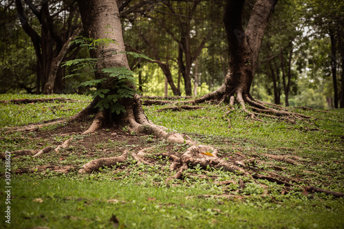 closeup green forest