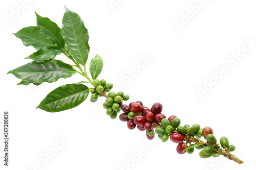 Coffee berry and leaves coffee on branch, White background.