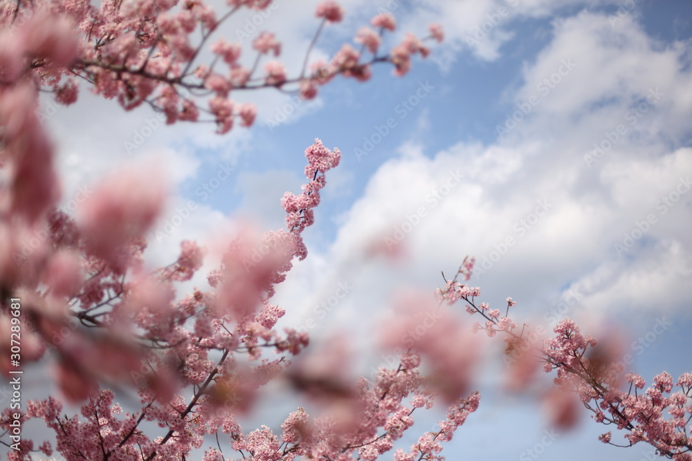 河津桜と春の空