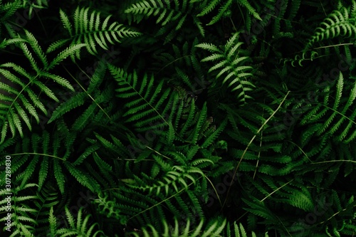 High angle closeup shot of Ostrich Fern leaves with black background photo