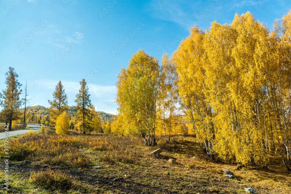 Naklejka premium Autumn autumn in Xinjiang.