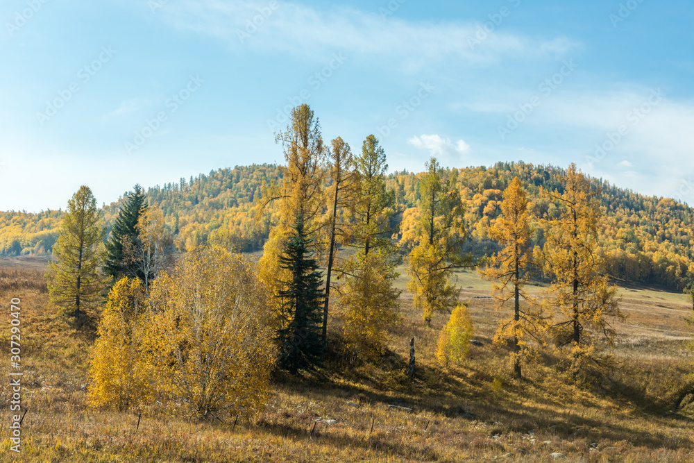 Fototapeta premium Autumn autumn in Xinjiang.