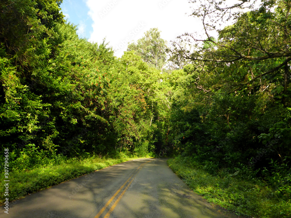 Obraz premium Road down Tantalus Mountain with lush trees along the road