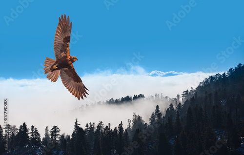 Red-tailed Hawk flying over blue mountains and forest  photo