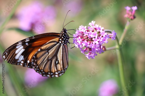 butterfly on flower © Laurent